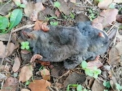 Talpa occidentalis
