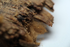 Arcyria obvelata