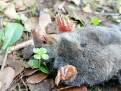 Talpa occidentalis