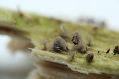 Arcyria cinerea
