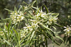Eremophila mitchellii