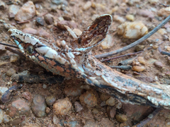 Thelotornis capensis