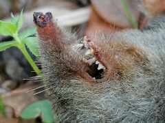 Talpa occidentalis