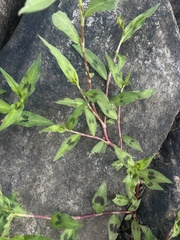 Persicaria lapathifolia