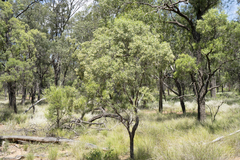 Eremophila mitchellii