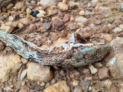 Thelotornis capensis