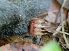 Talpa occidentalis