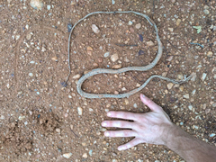 Thelotornis capensis