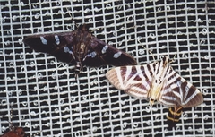 Desmia ploralis