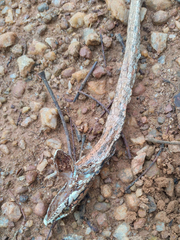 Thelotornis capensis