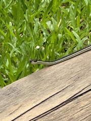 Dendrelaphis pictus