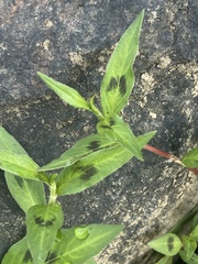 Persicaria lapathifolia