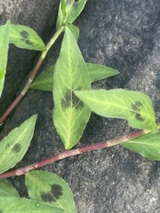 Persicaria lapathifolia