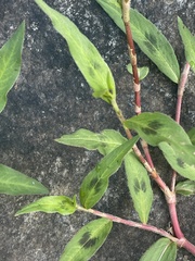 Persicaria lapathifolia