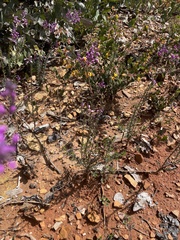 Comesperma retusum