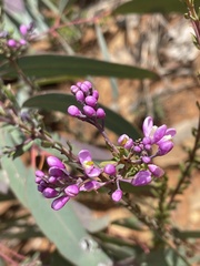 Comesperma retusum