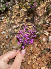 Comesperma retusum