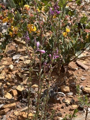 Comesperma retusum