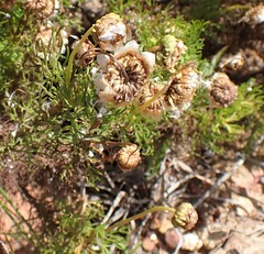 Ursinia paleacea