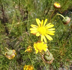 Ursinia paleacea