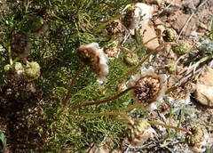 Ursinia paleacea