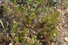 Ursinia paleacea