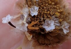 Ursinia paleacea