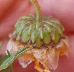 Ursinia paleacea