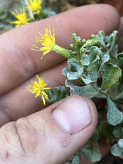 Ericameria cuneata
