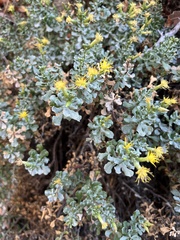 Ericameria cuneata