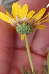 Ursinia paleacea