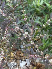 Polygonum plebeium