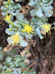 Ericameria cuneata