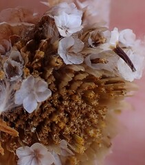 Ursinia paleacea