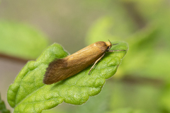 Delexocha ochrocausta