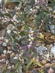 Polygonum plebeium
