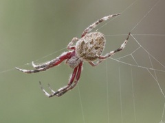 Hortophora