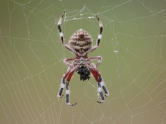 Hortophora