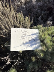 Artemisia californica