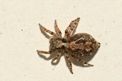 Pseudeuophrys