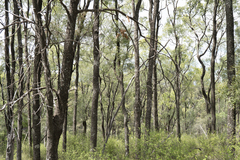 Cadellia pentastylis