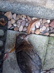 Turdus merula