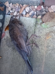 Turdus merula