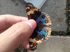 Junonia orithya