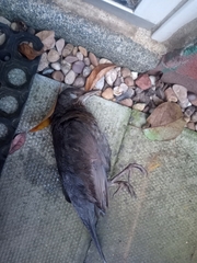 Turdus merula