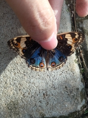 Junonia orithya