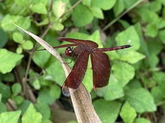 Neurothemis terminata