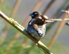 Spermestes cucullata scutata