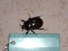 Phyllognathus excavatus