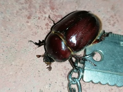 Phyllognathus excavatus